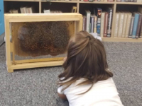 Wakacyjne zajęcia z pszczelarzami